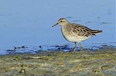 Sharp-tailed Sandpiper